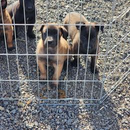 Belgian Malinois Puppies from Keith's Belgian Malinois