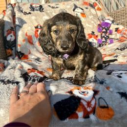 Purple collar cream brindle - Brindle female Dachshund puppy in Lubbock, Texas from It’s a Hot Mess