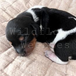 Dachshund Puppies from Wildflower Weenies