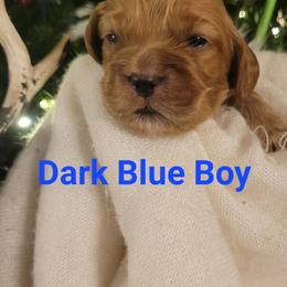 Blue Boy - Red male Cockapoo puppy in Dayton, Ohio from There's no place like home spaniels