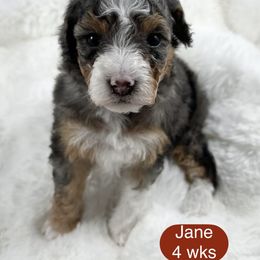 Jane - Blue merle female Bernedoodle puppy in Henderson, Nevada from P3Puppies