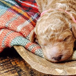 Labradoodle and Poodle Puppies from Lake City Poodles & Doodles