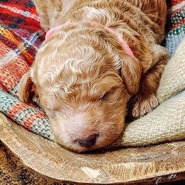 Labradoodle and Poodle Puppies from Lake City Poodles & Doodles