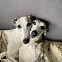 Whippet All Grown Up from Whippets of Westgate
