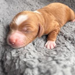 Vivianne - Red  female Goldendoodle puppy in Pine Grove, California from Lundee Doodles