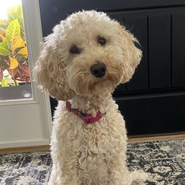 Kona - Labradoodle