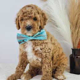 Sparlygrackle - Apricot male Goldendoodle puppy in Paxville, South Carolina from Pack Street Pups