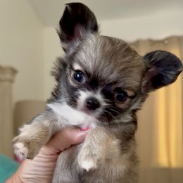 Shiraz - Black sabled fawn female Chihuahua puppy in Spring Hill, Florida from Stardom Chihuahuas