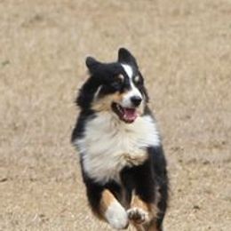 Australian Shepherds from Marquis