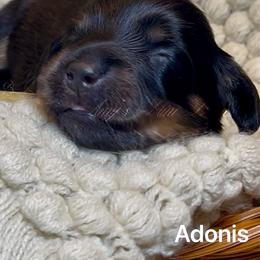 Adonis - Black and tan male Dachshund puppy in Jena, Louisiana from Amy’s Mini Doxies