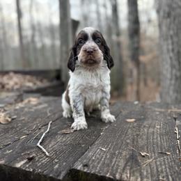 Ruger - Tri-Roan male English Springer Spaniel puppy in Comer, Georgia from Stratton Spaniels