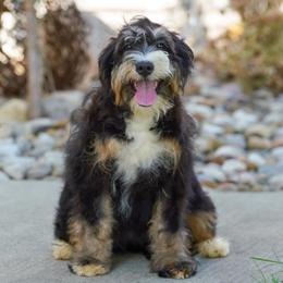 Andi (level 2 socialization program grad) - Tri-color female Bernedoodle puppy in Dundee, Ohio from Down Home Doodle
