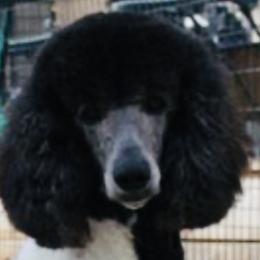 Aussiedoodles and Maltipoos from Third Coast Maltipoos