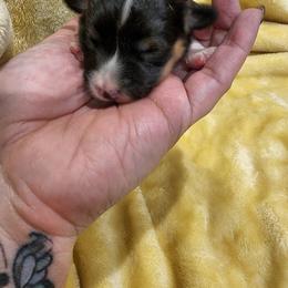 American Corgi Puppies from Shadey Lane Corgis