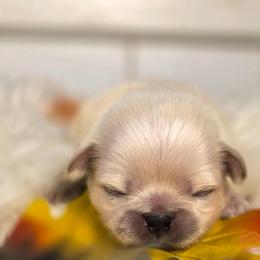 French Bulldog and Pekingese Puppies from SFLK