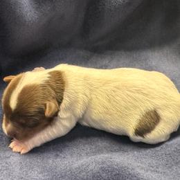 Dash - Parti male Yorkshire Terrier puppy in Stockton, California from Maranatha Yorkies - Stockton