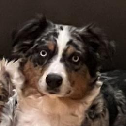 Aspen - Australian Shepherd