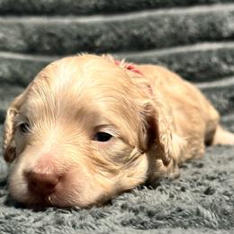 Ivory- 3250 - Cream female Dachshund puppy in Biloxi, Mississippi from Southern Doxies