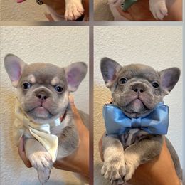 French Bulldog Puppies from Namaste Frenchies
