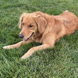 Golden Retrievers from Sun Ridge Goldens