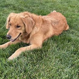 Golden Retrievers from Sun Ridge Goldens