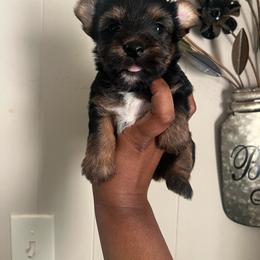 Pearl 2300 - Black and tan female Yorkshire Terrier puppy in Gastonia, North Carolina from Banks Dynasty Kennel