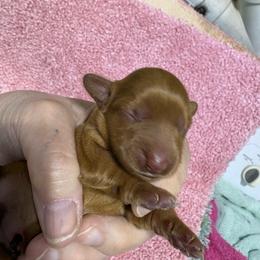 Puppy 15 - Red female Dachshund puppy in Fayetteville, Pennsylvania from PA's Darling Doxies