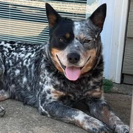 Silver Belle - Blue mottled female Australian Cattle Dog puppy in Irvington, Kentucky from Dry Valley’s Australian Cattle Dogs