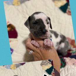 Ward - Harlequin male Great Dane puppy in Russellville, Arkansas from River Valley Great Danes & Miniature Schnauzers