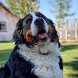 Bryshka - Bernese Mountain Dog