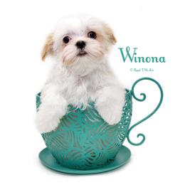 Winona - White female Mi-Ki puppy in Elizabeth, Colorado from Royal T Mi-Kis
