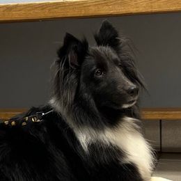 Callie - Shetland Sheepdog