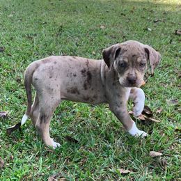 Grey collar male - Red merle male Catahoula Leopard Dog puppy in Gadsden, Alabama from Rich Cat’s
