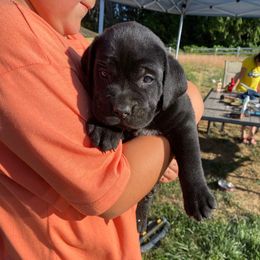 Boy 1 - Gray male Cane Corso puppy in Olympia, Washington from Grayling Dawn Cane Corso
