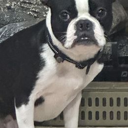 Boston Terriers from WV AKC Boston Terriers