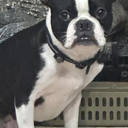 Boston Terriers from WV AKC Boston Terriers