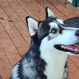 Alaskan Huskies and Companion Crosses from T&L Kennels