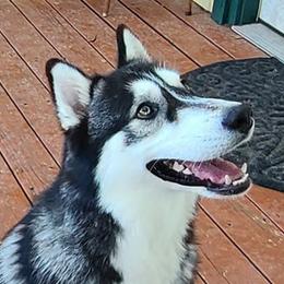 Alaskan Huskies and Companion Crosses from T&L Kennels