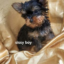 SB boy - Blue and gold male Yorkshire Terrier puppy in Alburnett, Iowa from Hobbs Shire Yorkies