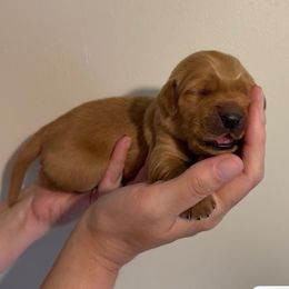 Yellow Collar Girl - Dark golden female Golden Retriever puppy in Salisbury, North Carolina from Piedmont Golden Retrievers