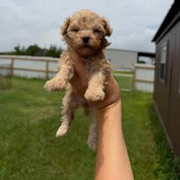 Sadie - Apricot female Poodle puppy in Nashville, Arkansas from Cuddles n Curls