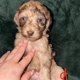 Pear - Merle female Goldendoodle puppy in Richmond, Texas from Harper’s Heartbeats