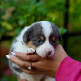 Boy 1 - Blue male Pembroke Welsh Corgi puppy in Ocala, Florida from Dolan Farms Corgis