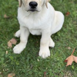 Legend - Yellow male Labrador Retriever puppy in Danville, Vermont from Dole Hill Labradors