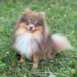 Aztec - Pomeranian