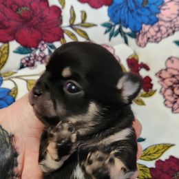 Chihuahua Puppies from OutLaw Chihuahua's