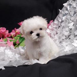 Remi - White and lemon female Maltese puppy in Fresno, California from Soua's Pups