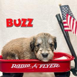 Buzz (Blue) - male Golden Mountain Doodle puppy in Boiling Springs, South Carolina from OlliePups, LLC