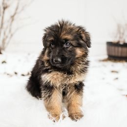 German Shepherd Puppies from Highland German Shepherds