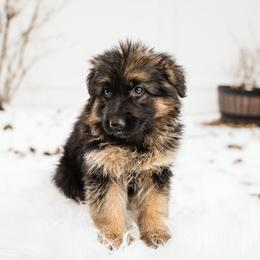 German Shepherd Puppies from Highland German Shepherds